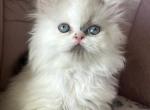 Blue point & white van male - Persian Kitten For Sale - Nunda&comma; NY&comma; US