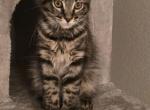 Mila - Maine Coon Kitten For Sale - 