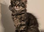 Luna - Maine Coon Kitten For Sale - Schertz&comma; TX&comma; US
