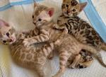 Snow Bengal kittens - Bengal Kitten For Sale - Henderson&comma; NV&comma; US