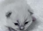 RESERVED Kamazani - Ragdoll Kitten For Sale - Columbia&comma; MD&comma; US