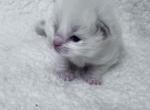RESERVED Peralta - Ragdoll Kitten For Sale - Columbia&comma; MD&comma; US
