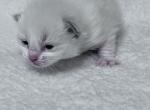 Blue Bicolor Boy 1 - Ragdoll Kitten For Sale - Columbia&comma; MD&comma; US
