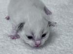 Blue Bicolor Boy 2 - Ragdoll Kitten For Sale - Columbia&comma; MD&comma; US