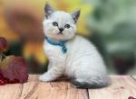Portland Chese Scottish Straight Kitten - Scottish Straight Kitten For Sale - Portland&comma; OR&comma; US