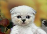 Portland Candy Scottish Fold Kitten - Scottish Fold Kitten For Sale - Portland&comma; OR&comma; US