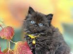 Portland Coca Scottish Straight Kitty - Scottish Straight Kitten For Sale - Portland&comma; OR&comma; US