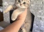 Portland Sofia Scottish Fold Kitty - Scottish Fold Kitten For Sale - Portland&comma; OR&comma; US