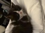 the boss - Persian Kitten For Sale - 