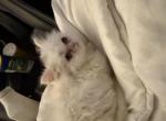 king - Persian Kitten For Sale - Winnetka&comma; CA&comma; US