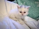 Queen - Persian Kitten For Sale - 