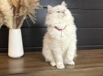 Burgundy Collar - Ragdoll Kitten For Sale - Meadville&comma; PA&comma; US