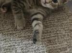 Spot - Domestic Kitten For Sale - 