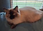 Mazie tortie ragdoll - Ragdoll Kitten For Sale - IN&comma; US