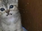 Squeakers - Domestic Kitten For Sale - 