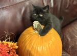 Booboo - Exotic Kitten For Sale - Poplarville&comma; MS&comma; US