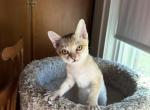 Mercy girls - Singapura Kitten For Sale - Mocksville&comma; NC&comma; US