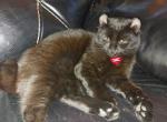 Beauty in black - Highlander Kitten For Sale - Laingsburg&comma; MI&comma; US