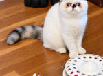 Himalayan kitty - Himalayan Kitten For Sale - Fort Loudon&comma; PA&comma; US