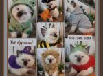 Ragdolls Male and Female - Ragdoll Kitten For Sale - Eagan&comma; MN&comma; US