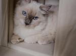 Axel - Ragdoll Kitten For Sale - 
