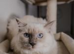 Alfie - Ragdoll Kitten For Sale - 
