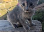 Callie's kitten 4 - Domestic Kitten For Sale - Canton&comma; TX&comma; US