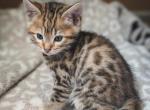 Brown Torbie Bengal Kitten - Bengal Kitten For Sale - 