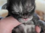 Beautiful Poly Maine Coon Kittens - Maine Coon Kitten For Sale - 