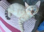 Momo - Bengal Kitten For Sale - 