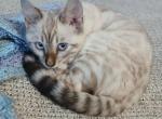The Girls - Bengal Kitten For Sale - Rio Linda&comma; CA&comma; US