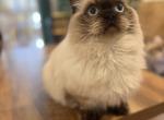 ZENiTH - Minuet Kitten For Sale - Elverson&comma; PA&comma; US