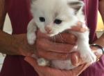 Cherie - Ragdoll Kitten For Sale - Howell&comma; MI&comma; US