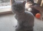 Cfa blue exotic shorthair female - Exotic Cat For Sale - Woodburn&comma; IN&comma; US