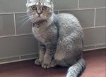 ODESSA - Scottish Fold Cat For Sale - Elverson&comma; PA&comma; US