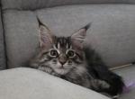 Available now Maine coon kittens - Maine Coon Kitten For Sale - 