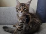 Large male maine coon kittens - Maine Coon Kitten For Sale - 