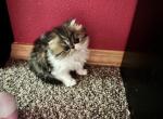 Shiloh - Persian Kitten For Sale - Arlington&comma; WA&comma; US