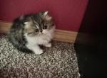 Shiloh kitten - Exotic Kitten For Sale - Arlington&comma; WA&comma; US