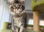 Dahlia - Maine Coon Kitten For Sale - Miami&comma; FL&comma; US