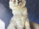 Yankey - Maine Coon Kitten For Sale - Miami&comma; FL&comma; US