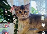 Casper - Scottish Straight Kitten For Sale - Bradenton&comma; FL&comma; US