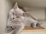 Lilly - British Shorthair Kitten For Sale - Woodland Park&comma; CO&comma; US