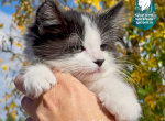 Muffin - Ragdoll Kitten For Sale - CA&comma; US