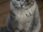 Lily - Scottish Fold Kitten For Sale - Clackamas&comma; OR&comma; US