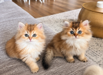 Coco & Jagger - British Shorthair Kitten For Sale - 