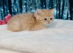 Golden British Shorthair boy - British Shorthair Kitten For Sale - City Of Spokane Valley&comma; WA&comma; US