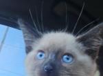 Seal point balinese - Balinese Kitten For Sale - Twin Lakes&comma; WI&comma; US