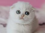 Scottish Infinite - Scottish Fold Kitten For Sale - Empire State&comma; NY&comma; US
