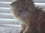 Birthday - Persian Kitten For Sale - 